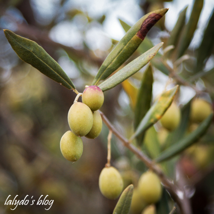 olives-parc-galea