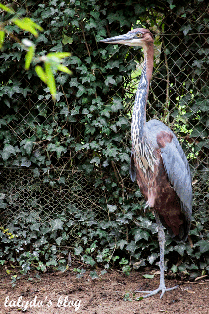 heron-goliath-zoo-bourbansais