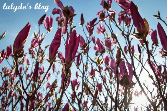 magnolia-combourg