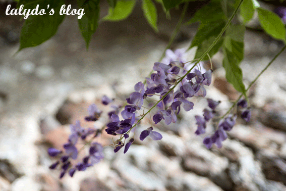 fleur-rochefort-en-terre-lalydo-blog