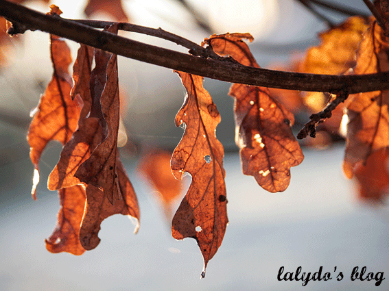 feuilles-hiver-cotes-d-armor-lalydo-blog