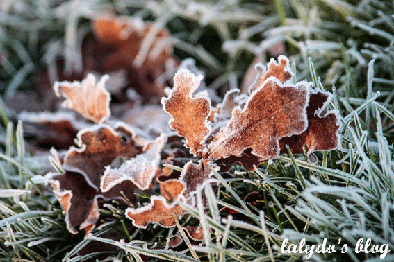 gel-feuilles-hiver-cotes-d-armor-lalydo-blog