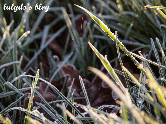 gel-herbe-hiver-cotes-d-armor-lalydo-blog-2