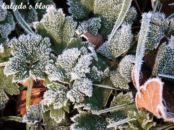 gel-herbe-hiver-cotes-d-armor-lalydo-blog-4