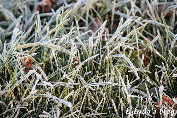 gel-herbe-hiver-cotes-d-armor-lalydo-blog