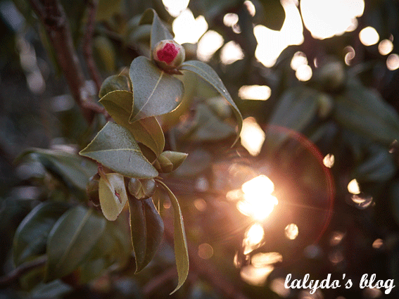 lever-de-soleil-hiver-camelia-cotes-d-armor-lalydo-blog-2