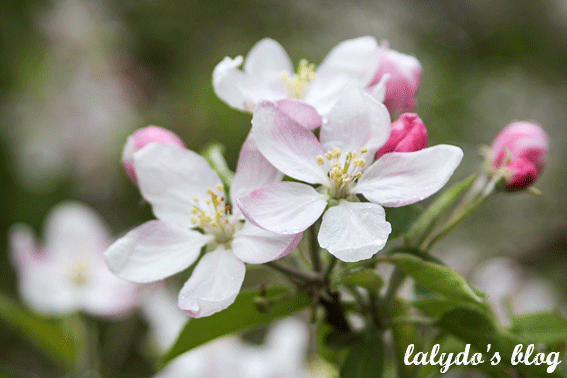 fleur-de-pommier-domaine-des-ormes-lalydo-blog