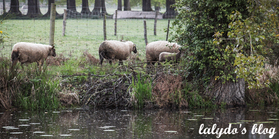 moutons-domaine-des-ormes-lalydo-blog