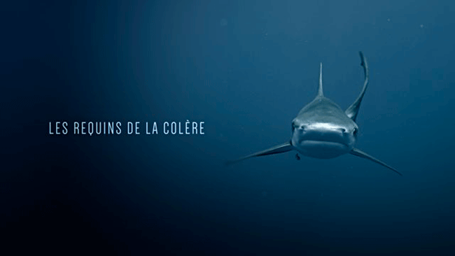 requins-de-la-colere-1
