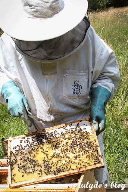 abeilles-d-armor-lalydo-blog-10
