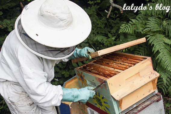 abeilles-d-armor-lalydo-blog-12