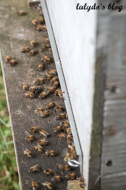 abeilles-d-armor-lalydo-blog-14