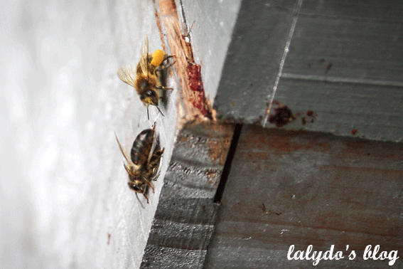abeilles-d-armor-lalydo-blog-15