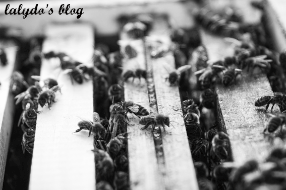 abeilles-d-armor-lalydo-blog-17