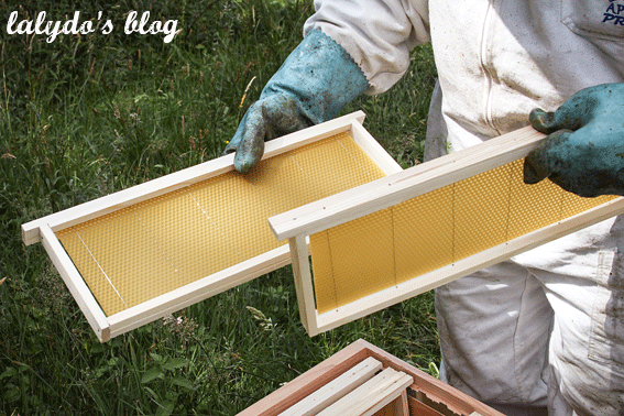 abeilles-d-armor-lalydo-blog-22