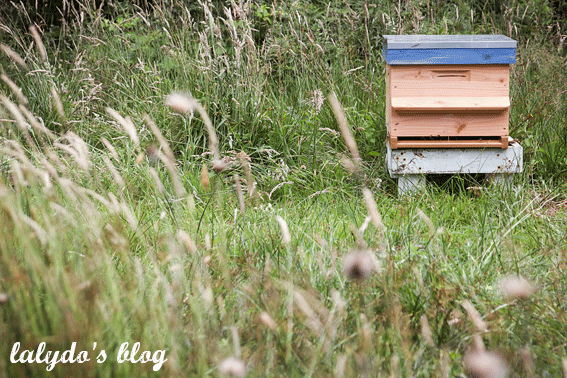 abeilles-d-armor-lalydo-blog-28