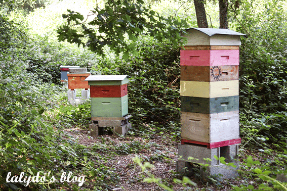 abeilles-d-armor-lalydo-blog-30