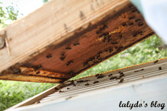 abeilles-d-armor-lalydo-blog-31
