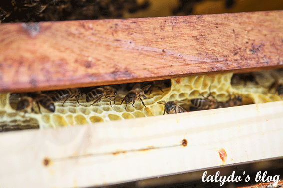 abeilles-d-armor-lalydo-blog-34