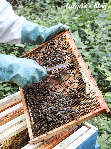 abeilles-d-armor-lalydo-blog-36