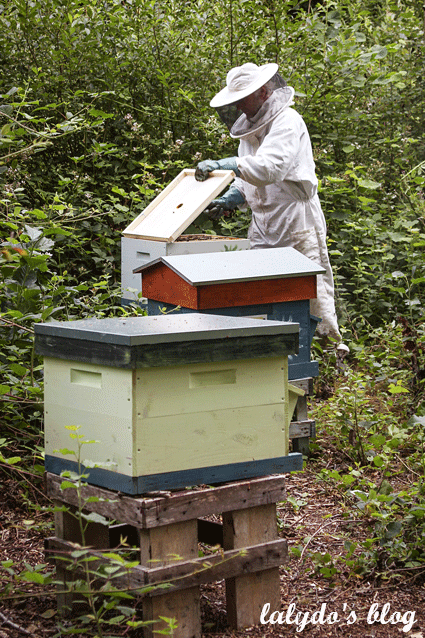 abeilles-d-armor-lalydo-blog-39
