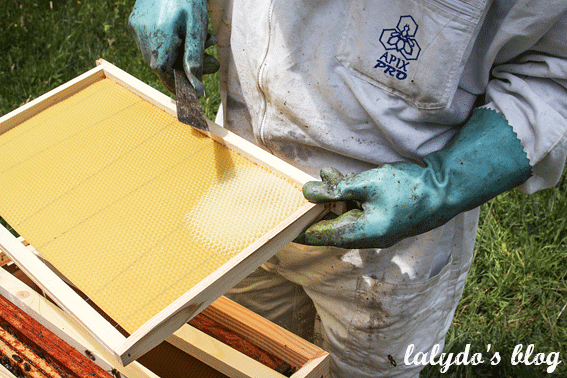 abeilles-d-armor-lalydo-blog-6