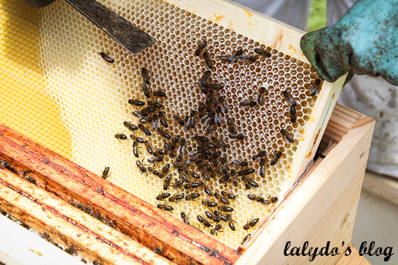 abeilles-d-armor-lalydo-blog-8