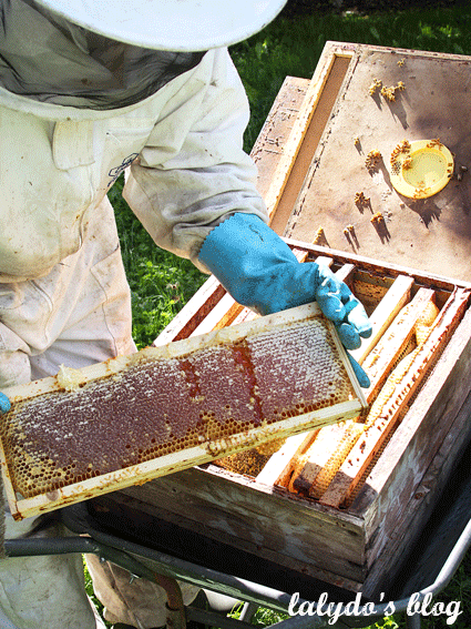 abeille-d-armor-lalydo-blog-2
