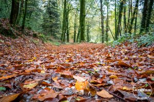 automne kreiz breizh nature bois beaucours 22