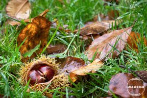 automne kreiz breizh nature bois beaucours 26