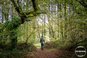 automne kreiz breizh nature lac kerne uhel 31