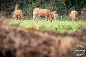 automne kreiz breizh nature lac kerne uhel 32