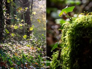 automne kreiz breizh nature lac kerne uhel 37