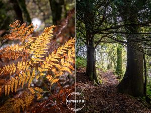 automne kreiz breizh nature lac kerne uhel 38