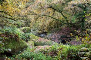 automne kreiz breizh nature toul goulic 20