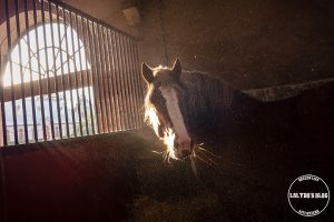 100 lieux qu il faut voir haras national lamballe 2