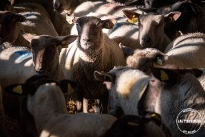 100 lieux qu il faut voir moutons pres sales 1