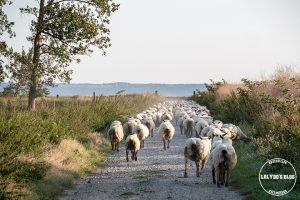 100 lieux qu il faut voir moutons pres sales 2