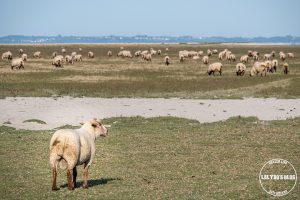 100 lieux qu il faut voir moutons pres sales 3
