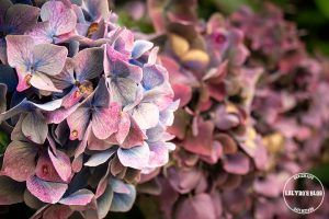 chateau de trevarez lalydo 16