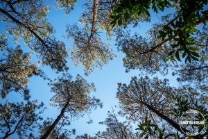 pays de redon ile aux pies lalydo 3