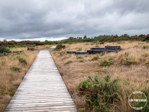 pays de redon mégalithes et landes 6