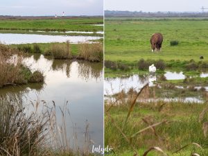 fouras marais de soumard lalydo