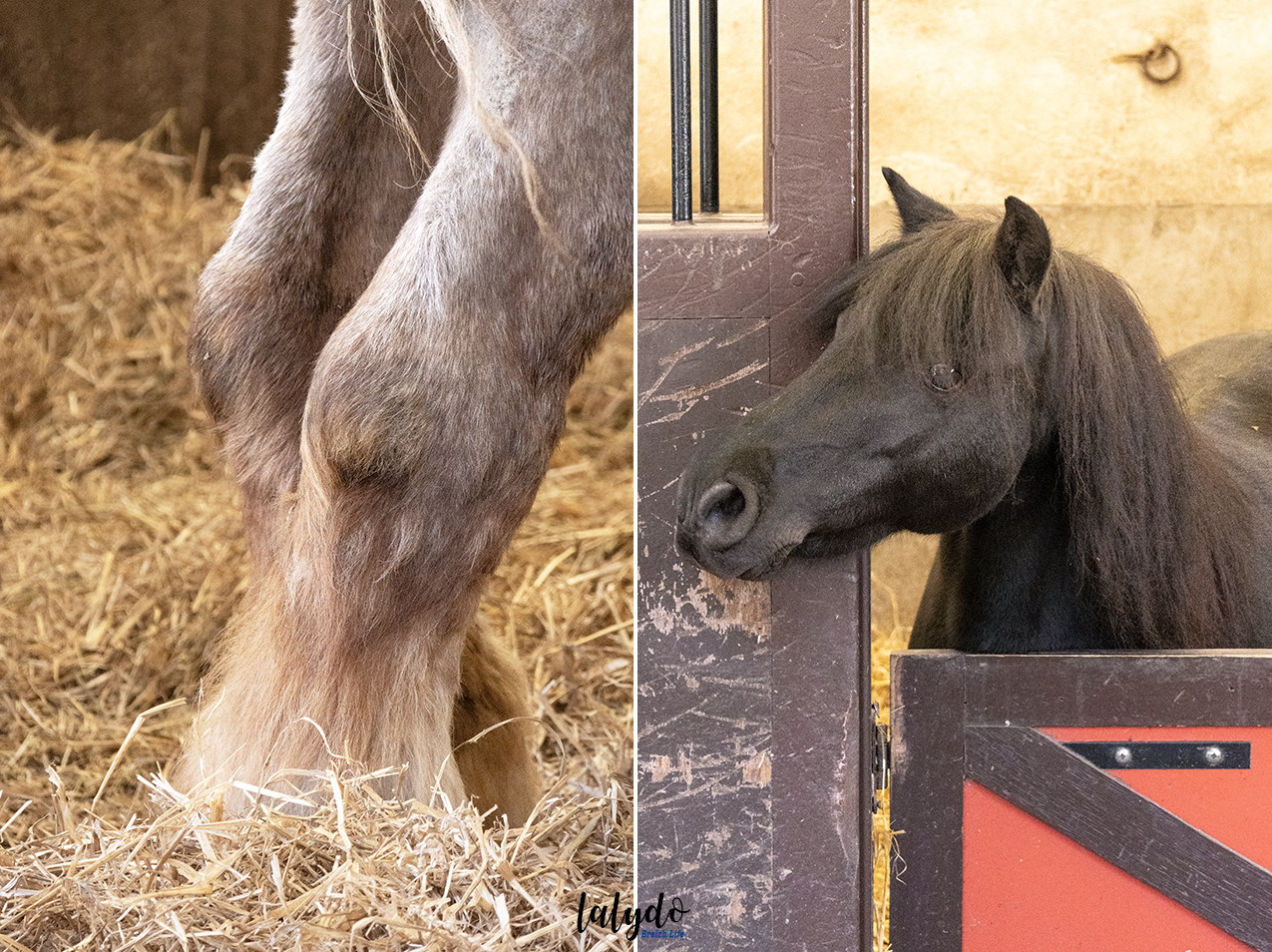 haras-hennebont-chevaux-lalydo