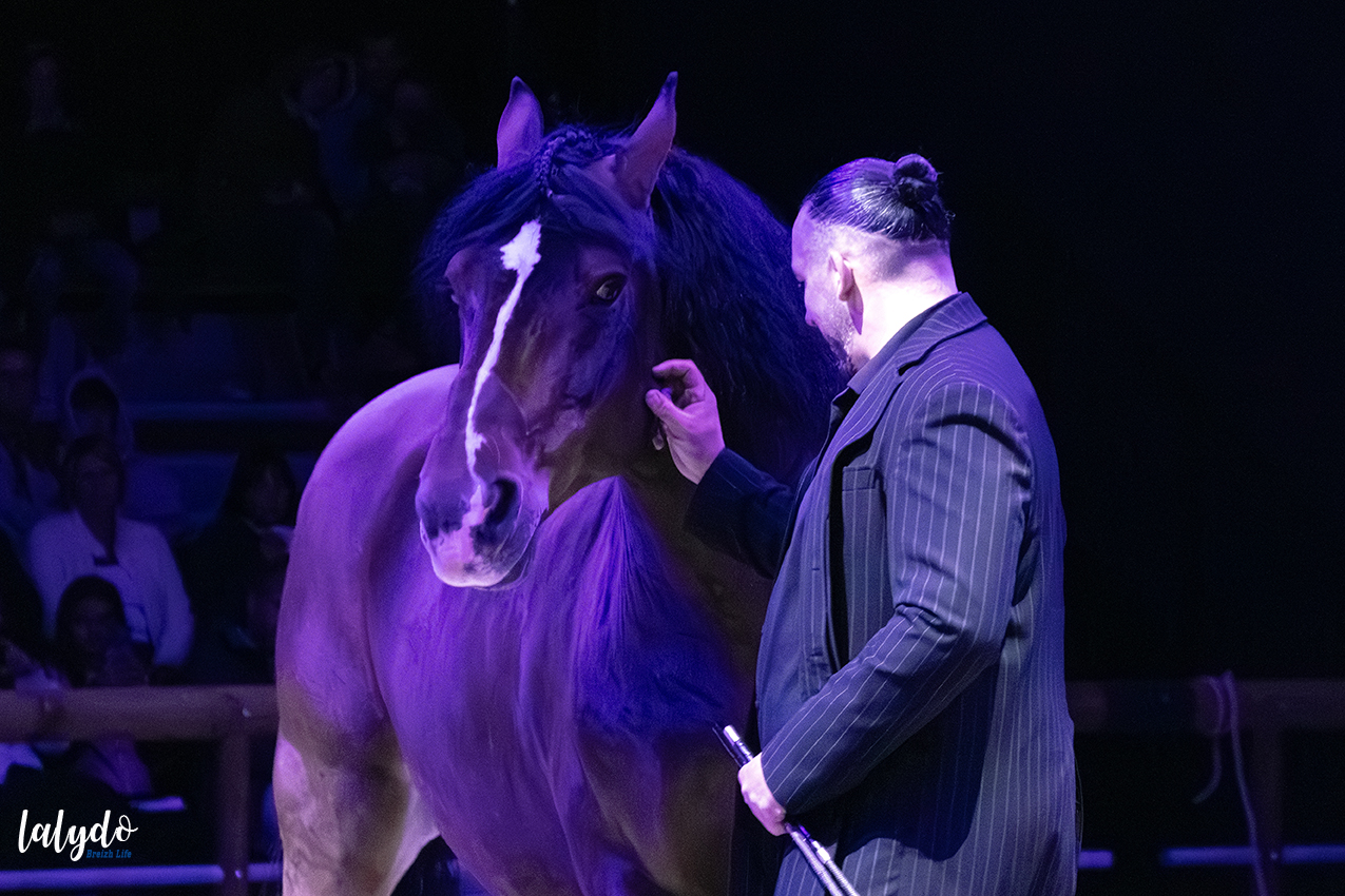 haras-hennebont-ecrin-spectacle-lalydo-4