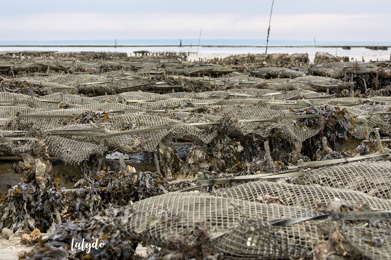 traversee bretonne cancale parcs à huitres